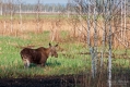 062_Biebrza - kwiecien 2012
